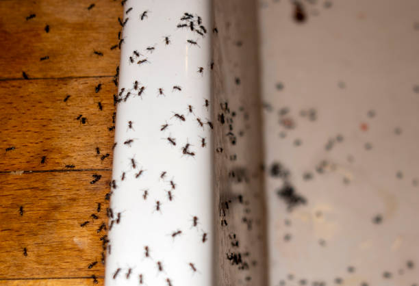 Best Commercial Pest Control Services  in East Ithaca, NY