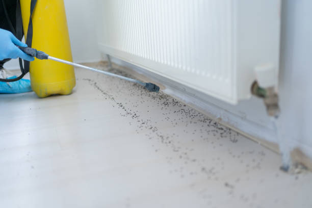Best Ant Control Services  in East Ithaca, NY
