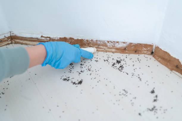 Best Termite Control Services  in East Ithaca, NY